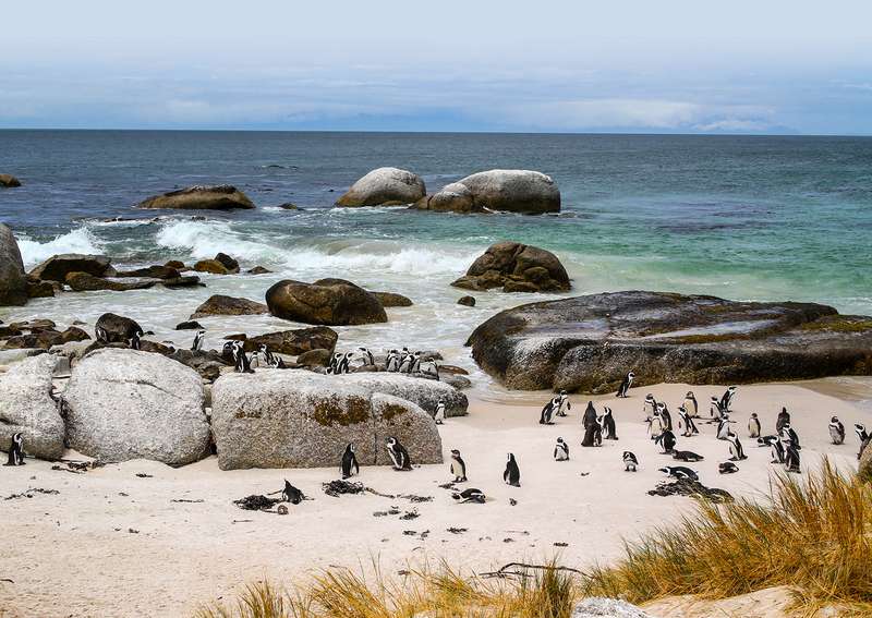 Вблизи Кейптауна находится крупнейшая колония очковых пингвинов. Вопят громко и неприятно.