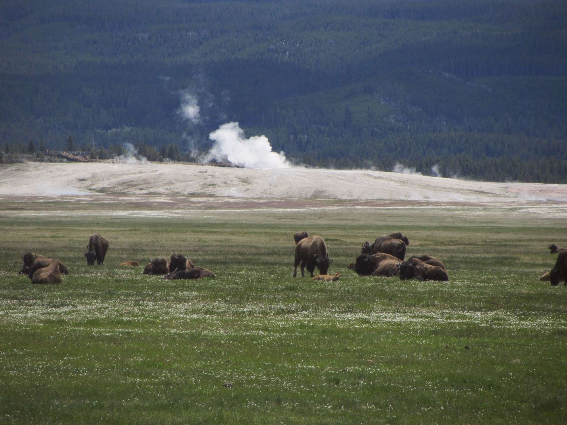 Местные бизоны совершенно не боятся гейзеров, с их кипящей водой, паром, рёвом и сернистыми испарениями.