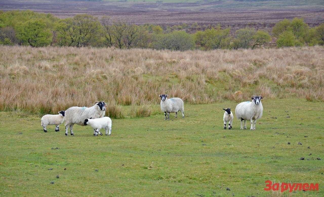 Вдоль дорог пасется множество овец