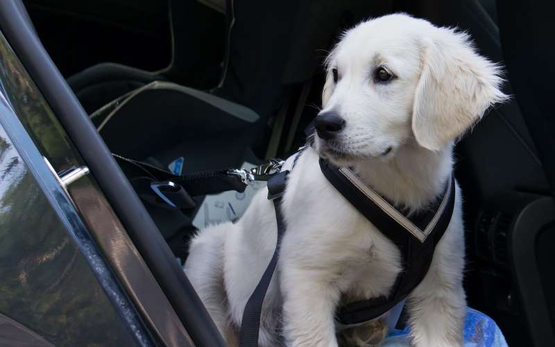 Безопасная перевозка животных в автомобиле: 10 простых правил