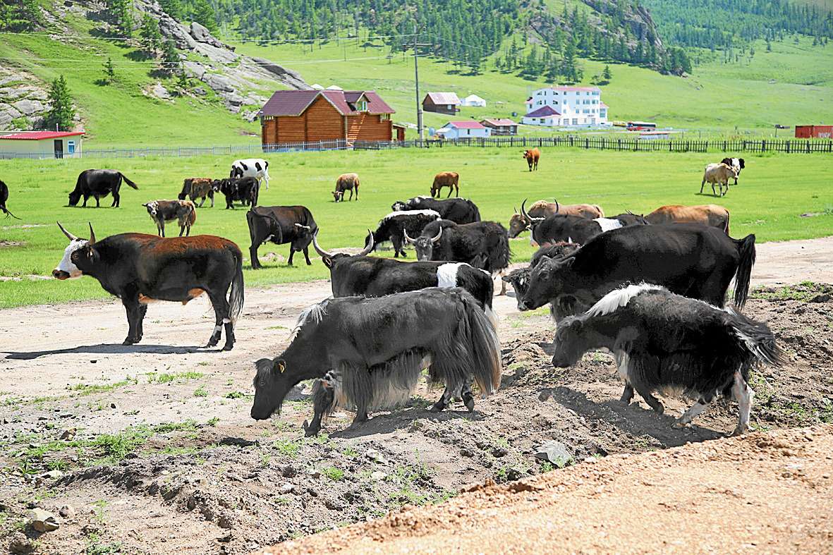 Як (по-монгольски «сарлык») заменяет крупнорогатый скот. По количеству яков Монголия на втором месте в мире