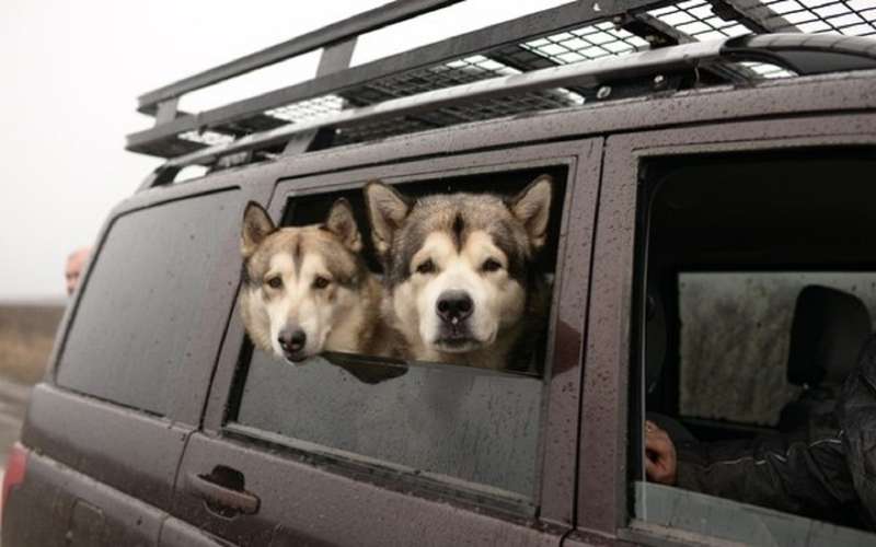 УАЗ объявил перепись собаководов